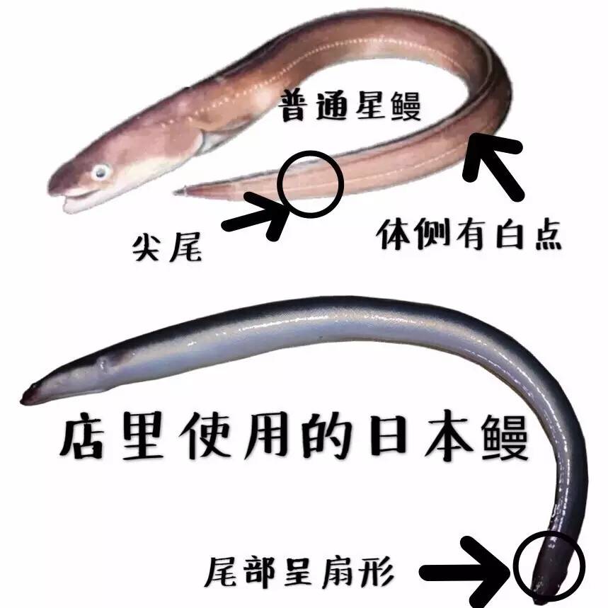 鳗烤肉现烤活鳗鱼探店,食妞