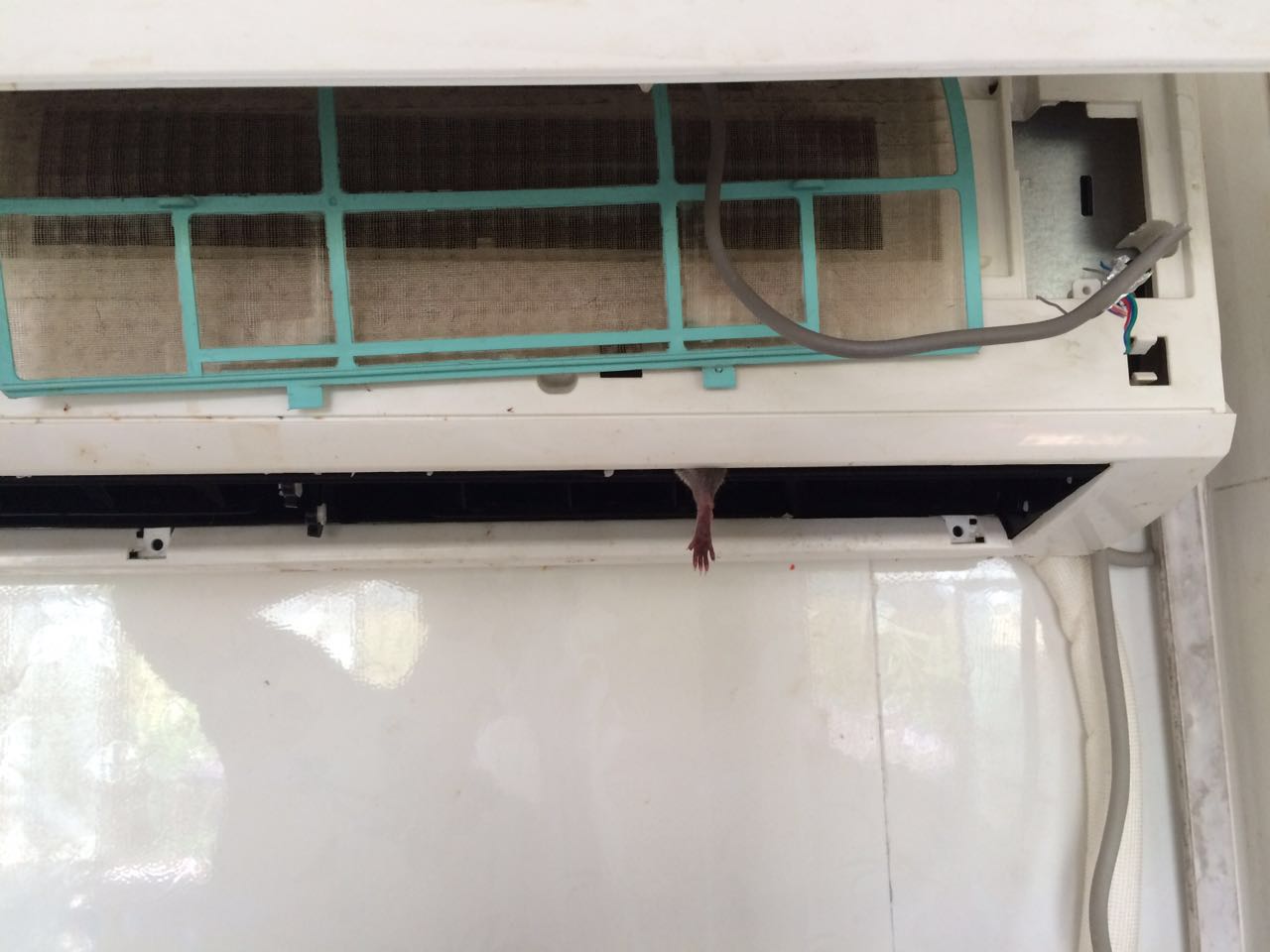 空调里进老鼠,空调有老鼠怎样能抓住老鼠