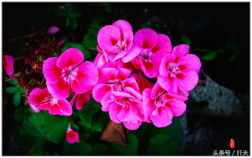 姹紫嫣红入夏来,姹紫嫣红等你来