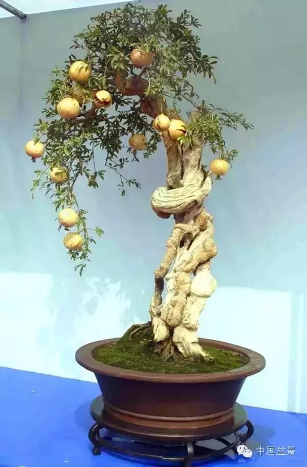 中秋赏桂花吃月饼,中秋佳节吃团圆