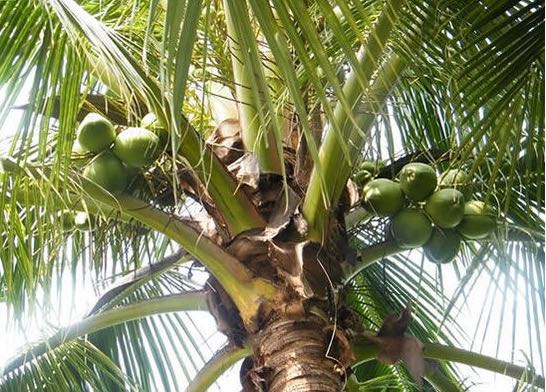 这个“鸡”甚是小清新