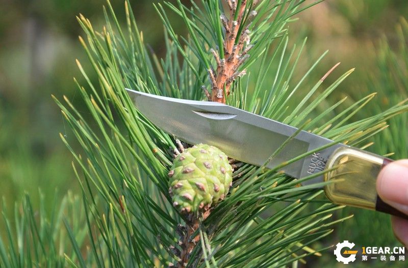 试用报告|简约而不简单：BUCK巴克110*刀军**测评报告