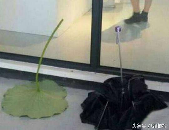 噼啪熊每日一槽NO.15