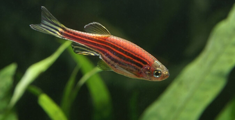 斑马鱼的养殖方法和注意事项,小观赏鱼斑马鱼怎么养好