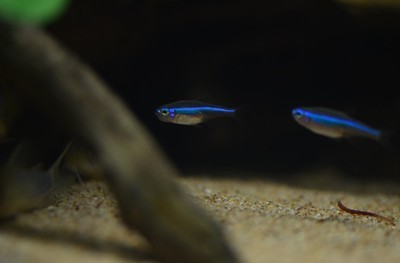 红绿灯鱼养殖方法和注意事项,海水观赏鱼皇后神仙适合新手吗