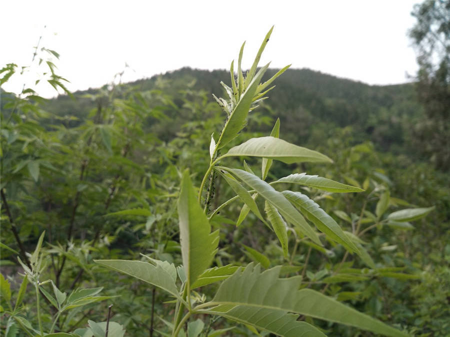 魅蓝明年旗舰,魅蓝系列排行