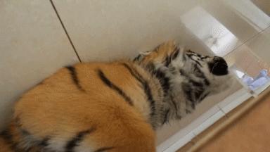 五人足球中场休息,足球比赛中场休息表演