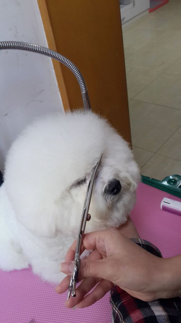 比熊怎么喂省钱,比熊自己做饭的健康食谱