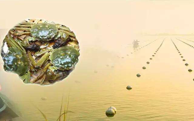 阳澄湖大闸蟹的未解之谜,阳澄湖大闸蟹怎么保证不死