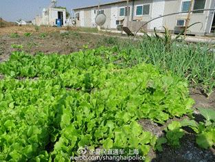 南苏丹维和故事：拯救“总指挥”“鸡毛信”营地捣乱的狒狒