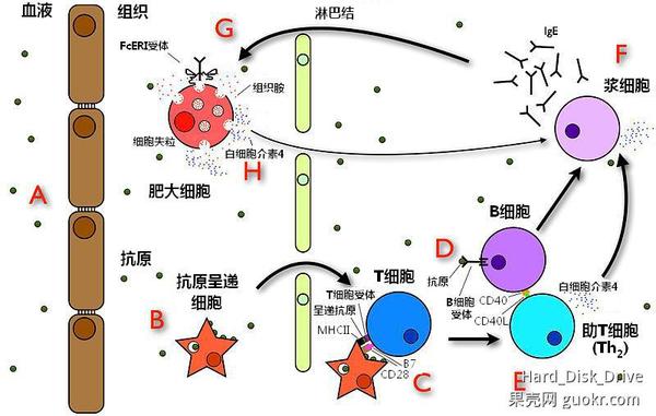 吃海鲜过敏症状表现图片,为什么有人吃海鲜螃蟹过敏
