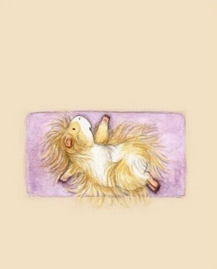 正确鸽子式练瑜伽,小仓鼠练瑜伽