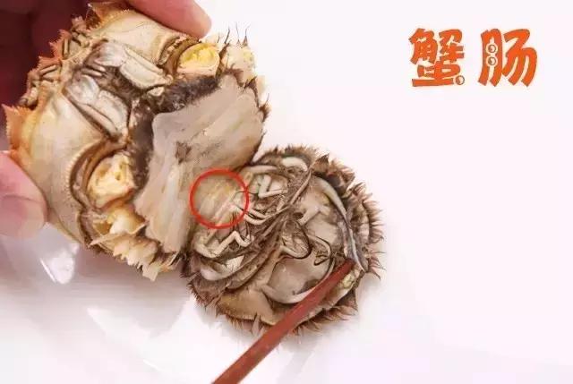 大闸蟹知识教程,大闸蟹基础知识培训