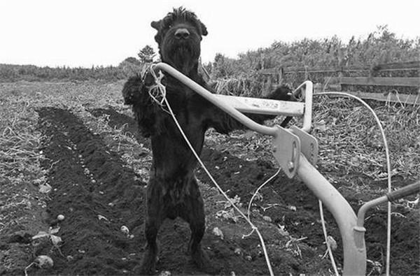 狗狗血线总磨出血,狗狗不停的用前爪刨地磨出血