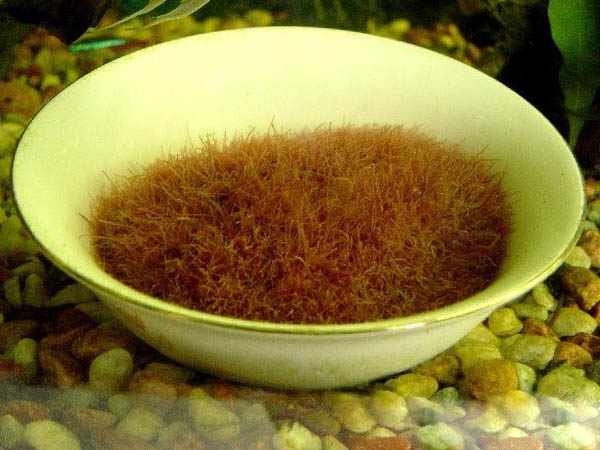 剑尾鱼哪个品种最好养,凤尾热带鱼养殖技术大全