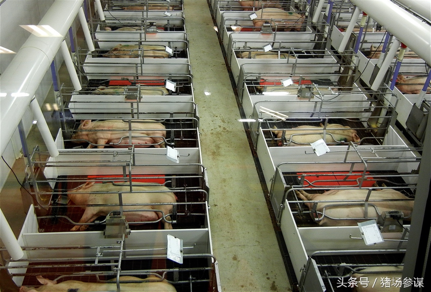 养猪人养猪一定要规避这5件事情,养猪用的消毒剂对身体多大伤害