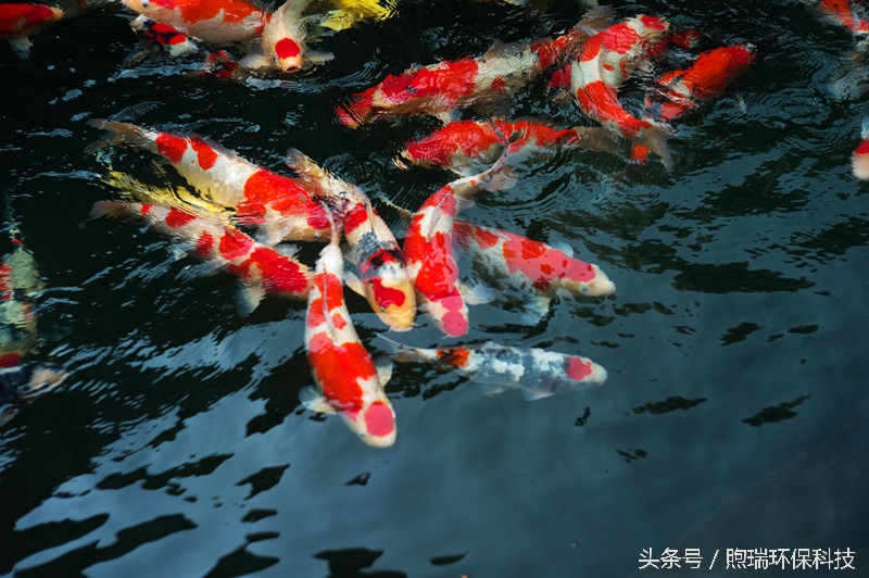 锦鲤喂什么牌子的好吃又营养,锦鲤如何吃得多又可以保持水质