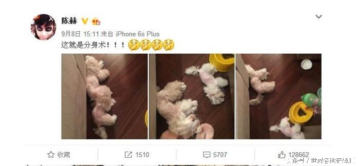 陈赫晒太可爱的狗,陈赫养的是什么猫