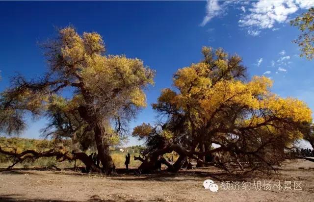 去额济纳旗的自驾视频,到内蒙额济纳旗自驾游攻略图