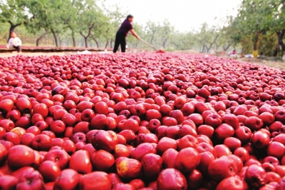 新郑大枣产业园,河南红枣产量多少