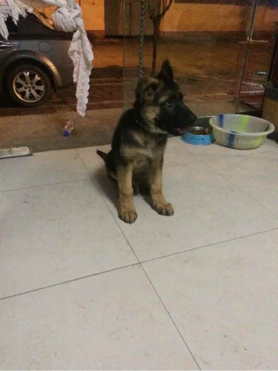 一个月的德牧为什么那么瘦,德牧什么表现是笨狗