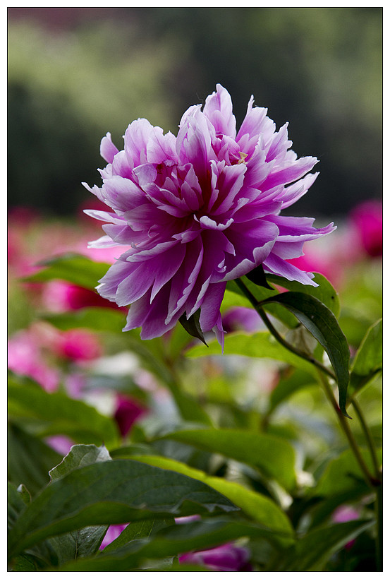 有哪些好听的花儿,好看花儿的名字有哪些