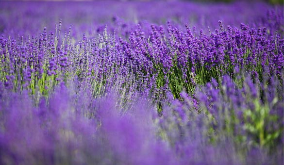 薰衣草花海一起享受大自然的美,薰衣草花海游