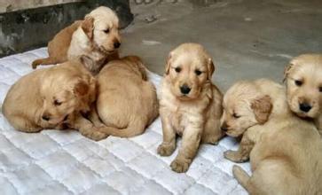 发现金毛爱咬人后,主人这样做帮它改掉坏习惯!