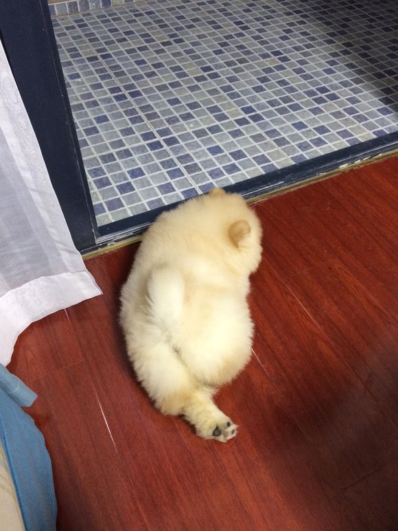 冬瓜南瓜！我家有一对松狮小活宝~