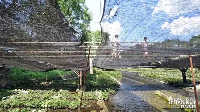 芥末山葵辣根到底是什么关系 (山葵和芥末和辣根是同一个东西嘛)