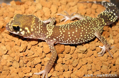 小小壁虎，被皇帝赐名“守宫”，现在被认为是治疗肝癌和胃癌好药