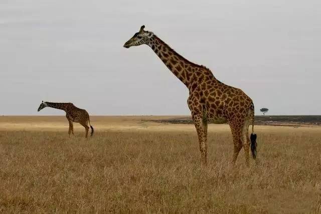 长颈鹿爱刺猬,长颈鹿爱猫头鹰