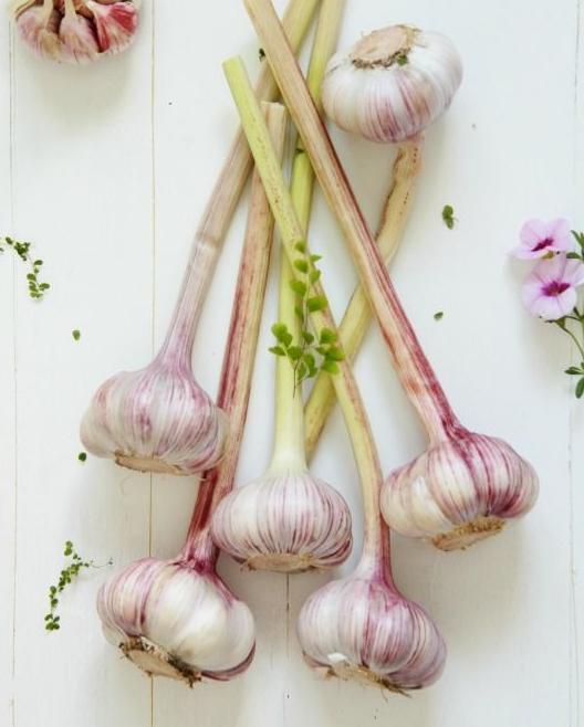 花卉里有小黑虫怎么办,家里养绿植怎么避免生虫