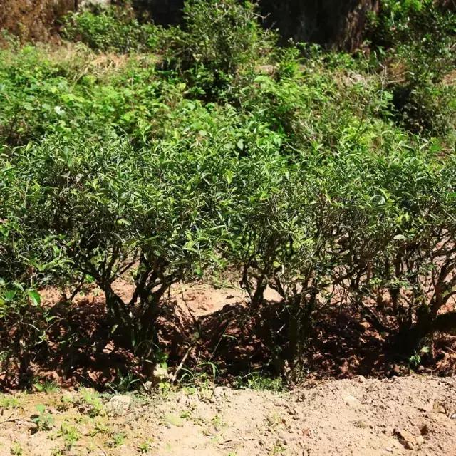 山场主人岩茶价格,山场主人岩茶