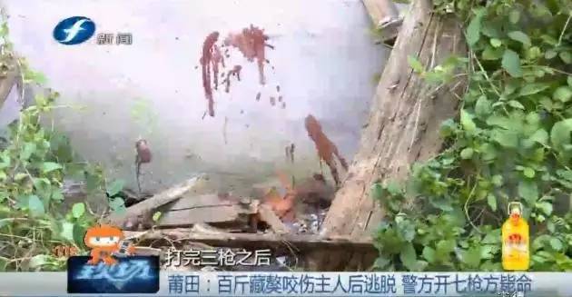 藏獒打架咬死狗,五分钟罕见藏獒打架