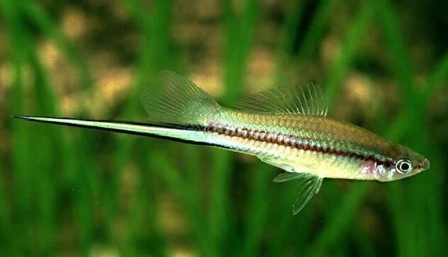 热带小鱼怎么养殖的,热带微型鱼怎么养