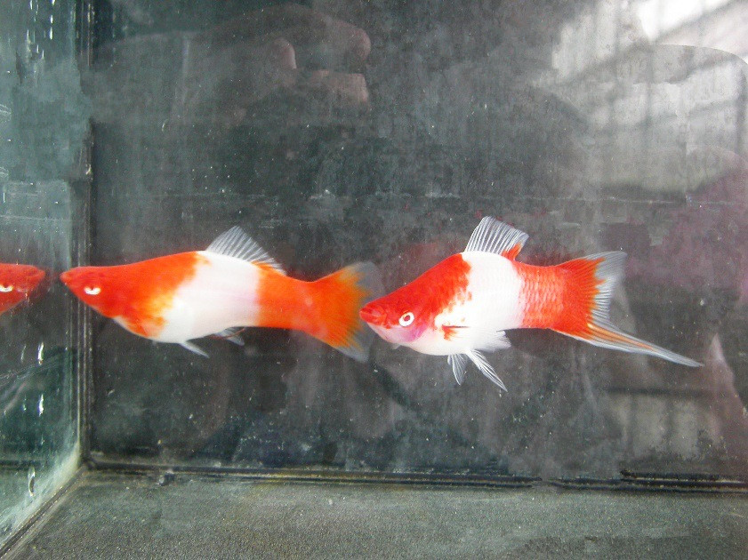 热带小鱼怎么养殖的,热带微型鱼怎么养