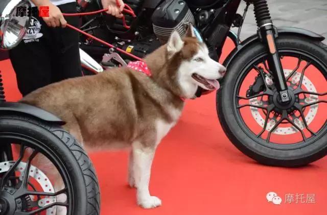 guzziv7璇曢┚,guzziv7浼樻儬