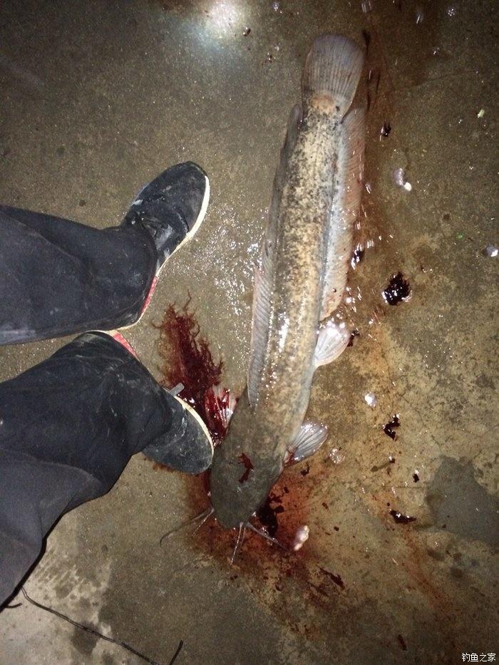 自配鲤鱼配方,自配鲤鱼饵配方