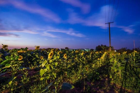 南京国庆假期有哪些免费景点推荐,国庆期间南京有哪些景点免费