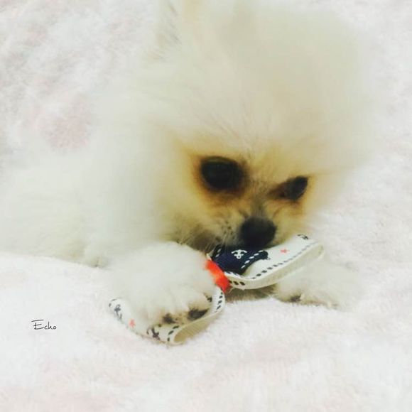 小博美患细小病毒能治疗吗,博美细小治好几率有多大