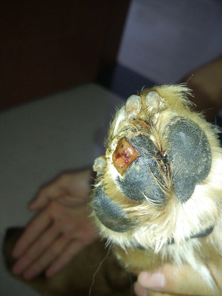 金毛脚掌受伤了怎么办,金毛脚掌受伤恢复