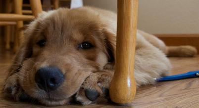 狗狗呕吐是什么原因导致,狗狗呕吐了是因为什么原因