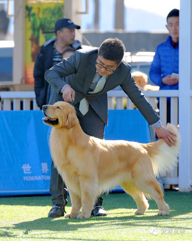 金毛怎么养更聪明,金毛怎么养才凶猛