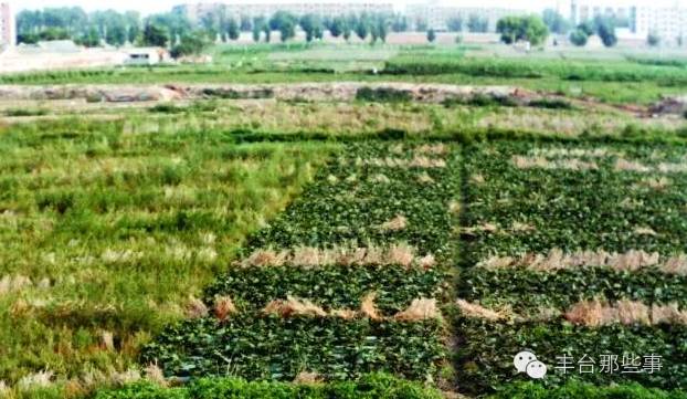 如果你是丰台方庄的