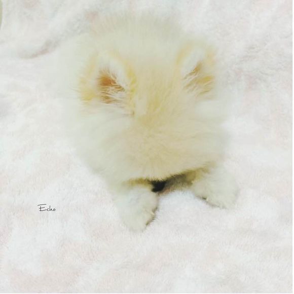 小博美患细小病毒能治疗吗,博美细小治好几率有多大