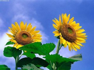 血小板减少性紫癜病例分享,病例分享与病例讨论区别