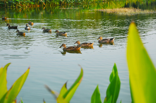 〈花开园〉顺德一间靓到“氹”一声的花园食府，赏花喂牛亲子