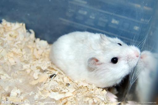 仓鼠有一股药味怎么办,怎么去除仓鼠难闻的味道