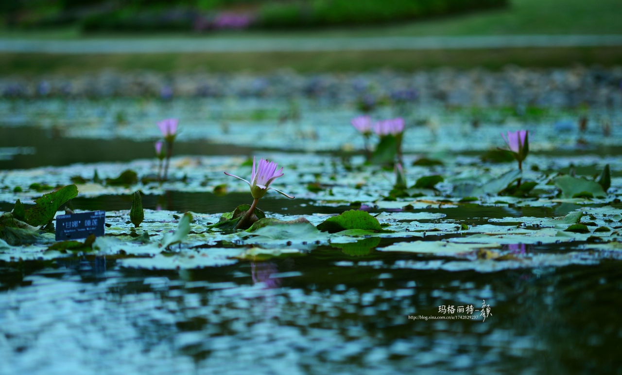 辰山植物园睡莲拍照,行摄洪湖荷花展